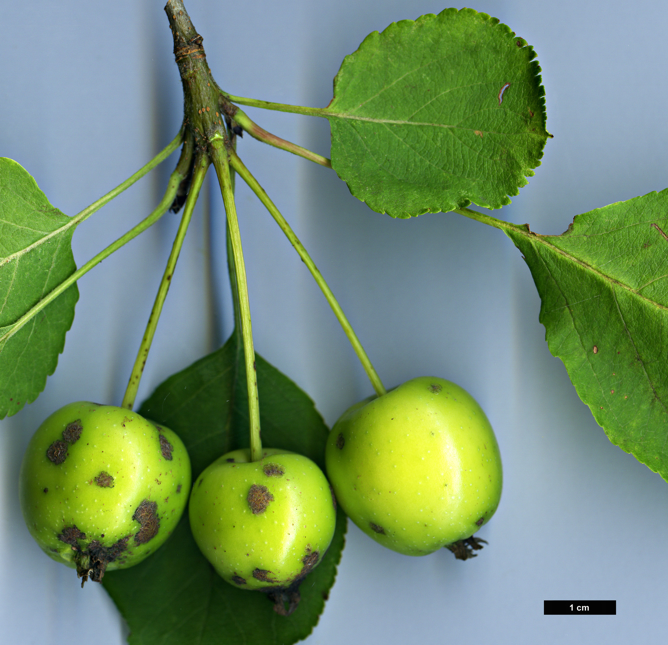 High resolution image: Family: Rosaceae - Genus: Malus - Taxon: prunifolia - SpeciesSub: var. rinkii